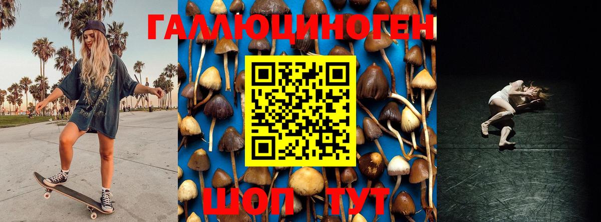 Галлюциногенные грибы Psilocybine cubensis Кашира